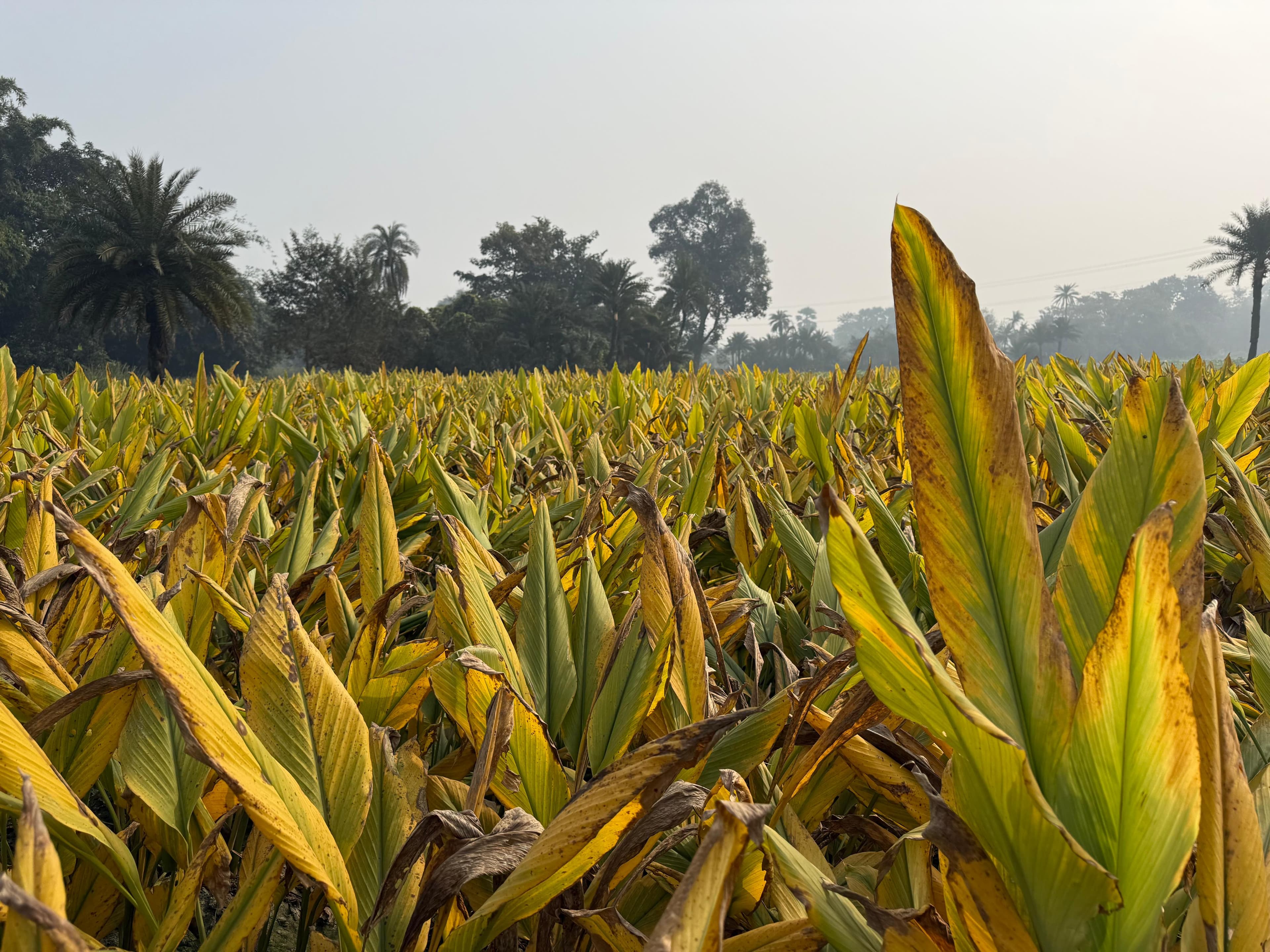 Turmeric in Everyday Cooking: Tips from Our Kitchen