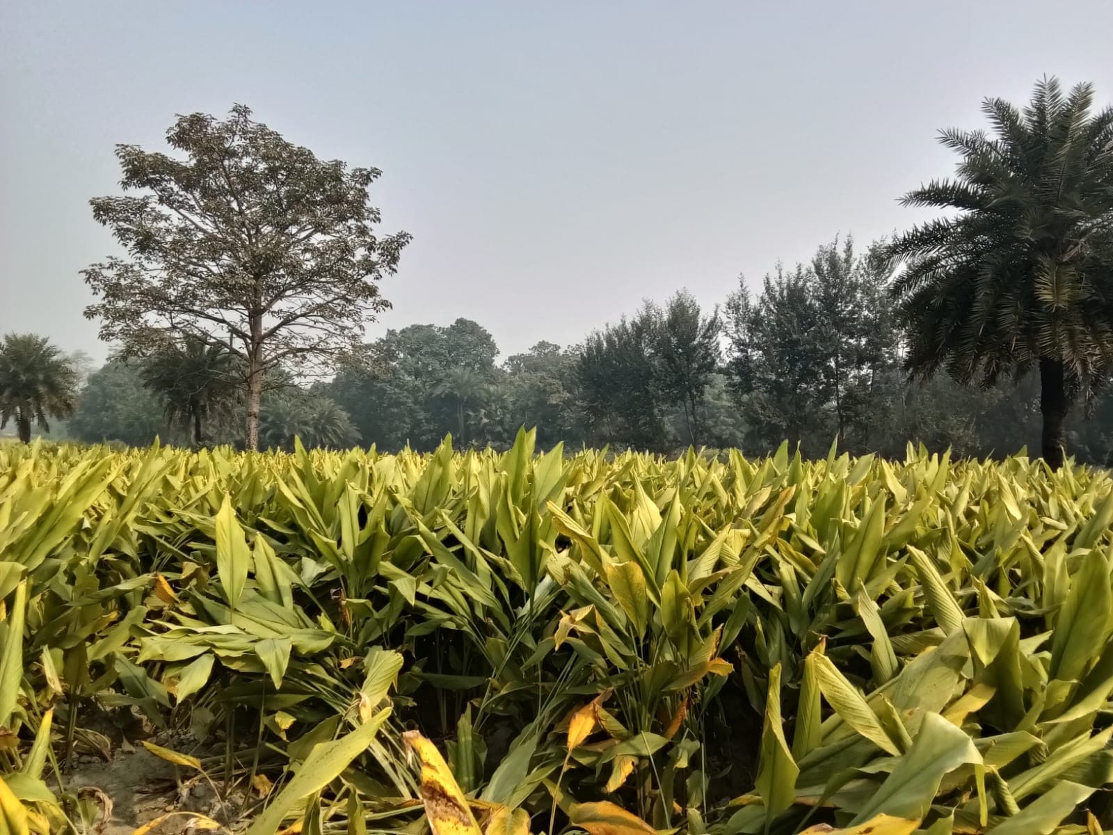 Kosi region agricultural landscape
