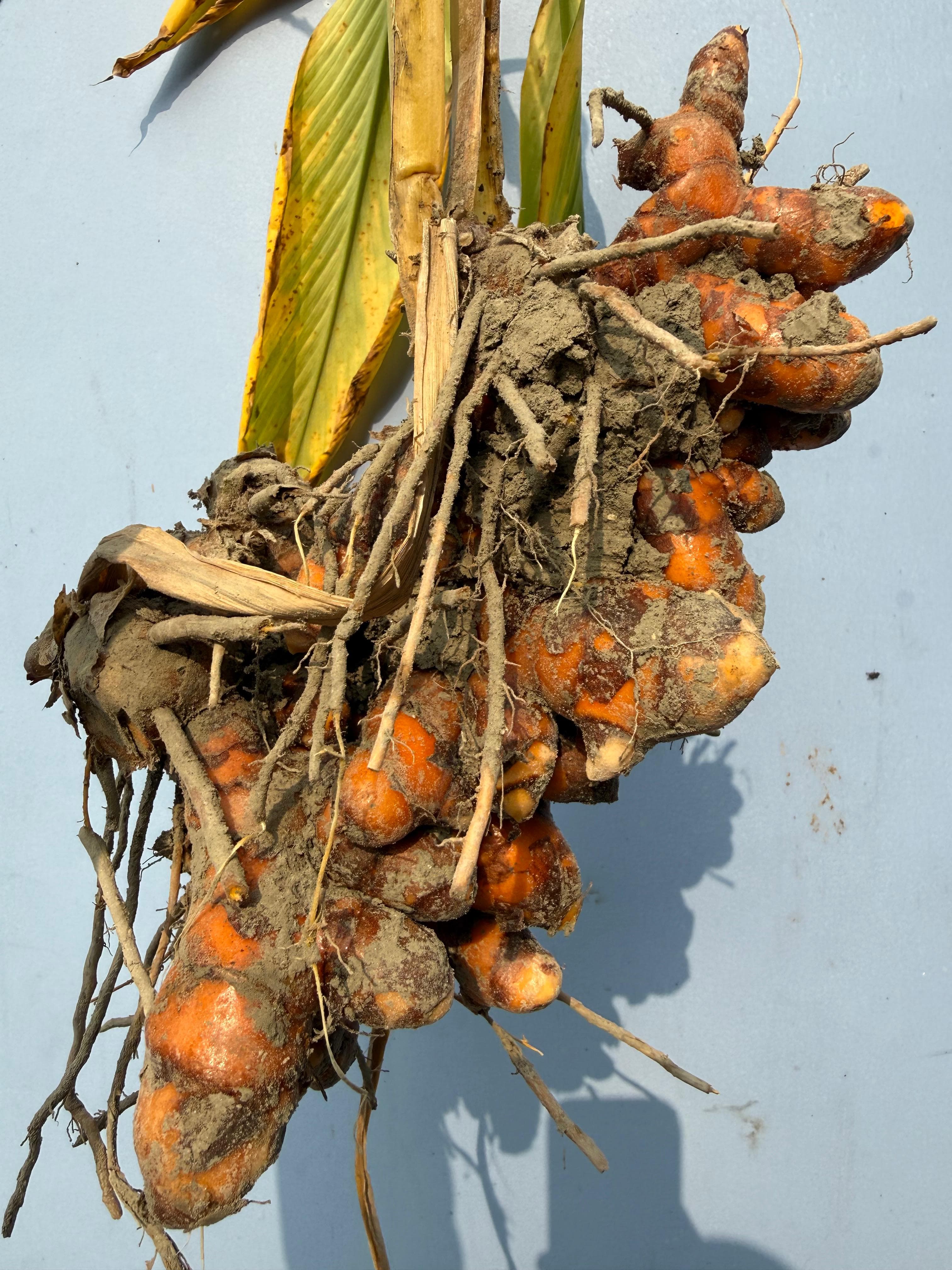 Turmeric